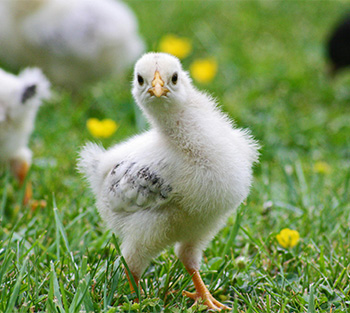 Understanding the Fundamental Nature of DV Custody Cases - Photo by Achim Bongard